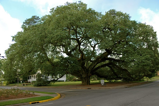 BIG OAK